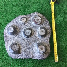 Large Polished Ammonites