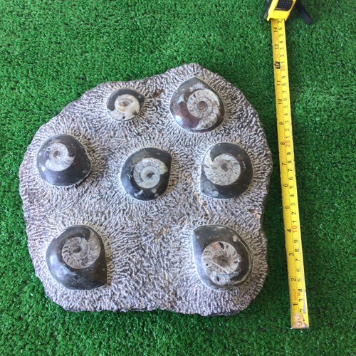 Large polished ammonites - large,
