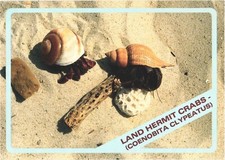 Land Hermit Crabs Strange