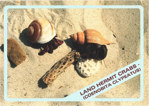 Land hermit crabs coenobita - land,