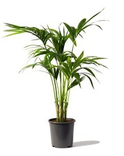Kentia Palm Howea Forsteriana 80-90cm tall in a 17cm pot