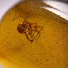 SPIDER in Burmese / Burmite