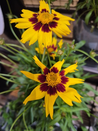 Couple heliopsis helianthoides - heliopsis,