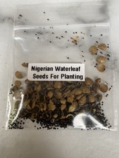 Nigerian Planting WATERLEAF