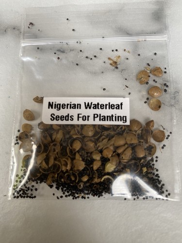 Nigerian planting waterleaf - nigerian,