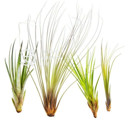Air plants tall long - plants,