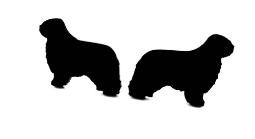 Polish lowland sheepdog dog - polish,