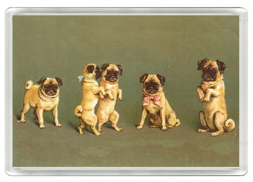 Pug dog fridge magnet great - fridge,