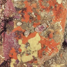 1959 Marine Life Under Rock-Ledge Underwater Photography D.P. 5 x 8.25 in