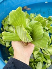 2 x Pistia Stratiotes Jumbo XLarge Water Lettuce Aquarium Pond Floating Plant