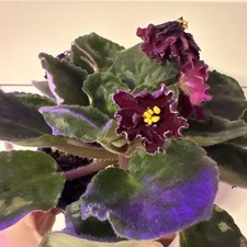 Fresh Cut African Violet Leaf