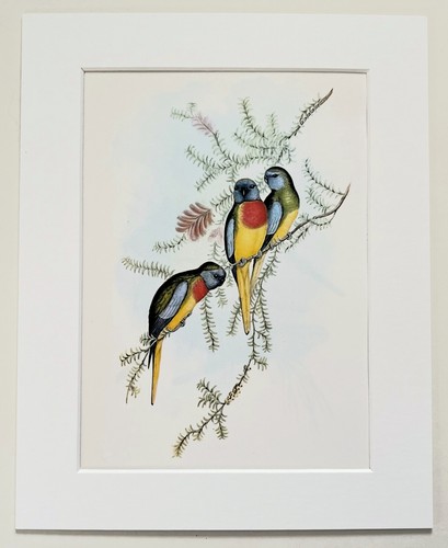 Australian scarlet chested - australian,
