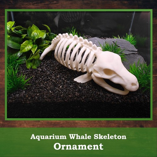 Whale skeleton aquarium - whale,