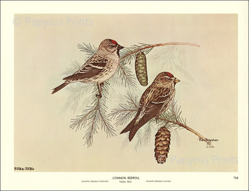 1965 vintage print - 1965,