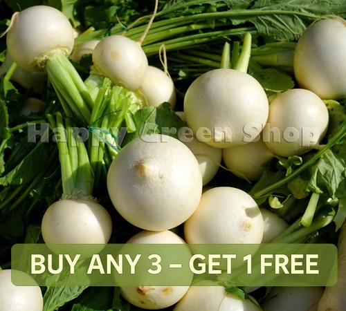 Vegetable turnip seeds - vegetable,