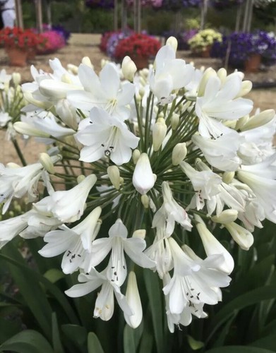 Agapanthus arctic star - agapanthus, ‘arctic