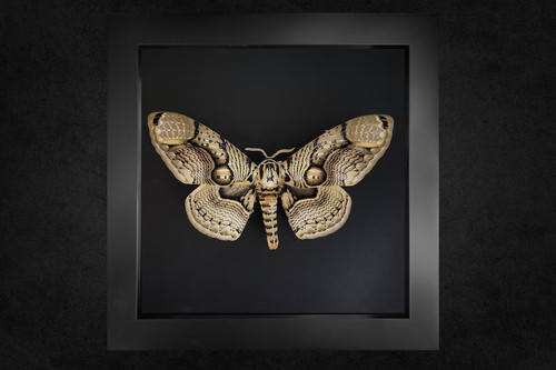 The owl moth brahmaea - owl,