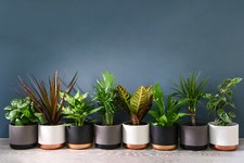 Suttons Evergreen Indoor House