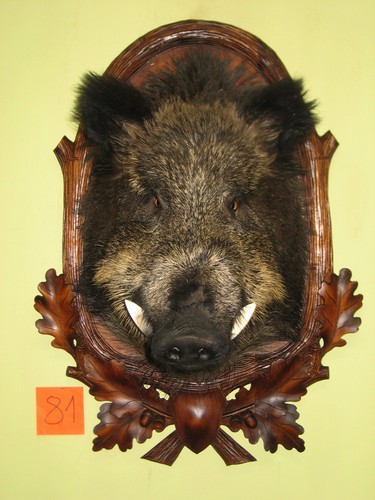 Wild boar head large - boar,