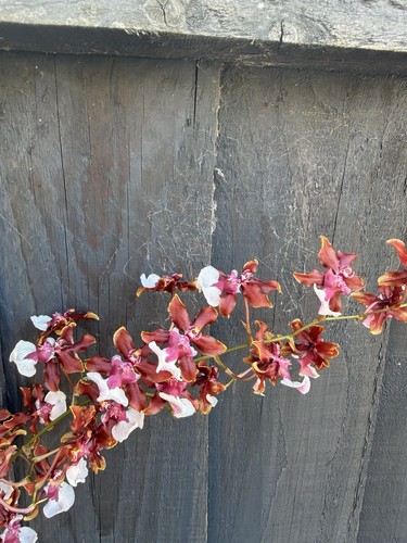 Oncidium orchid cherry - orchid, ‘cherry