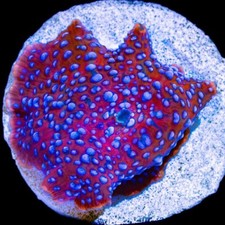 Superman Disco Discosoma