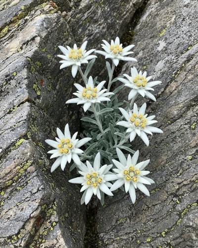 Alpinum edelweiss - 3x,