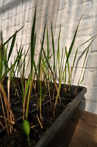 Red baron perennial - 2x,