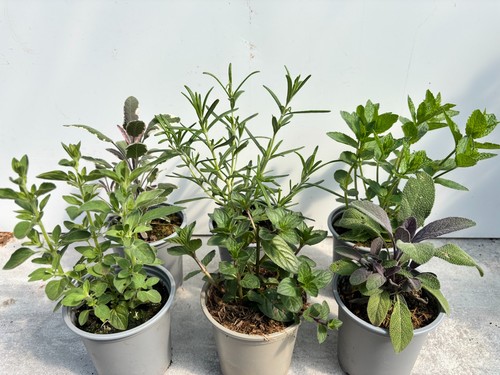 Herb plants outdoor collection - herb,
