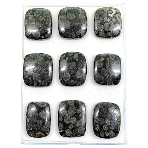 Pcs natural black fossil - natural,
