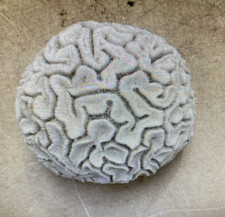 Vintage Natural White Brain Coral  6” Diameter