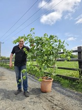 5.5ft Red Globe Grape Vine  Seedless . Premium Quality Personal Delivery