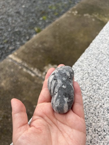 Handpicked fossil stone - fossil,