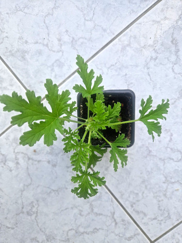 Pelargonium lemon geranium - pelargonium,