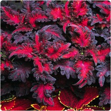 Coleus 'Black Dragon' x 3 Plug