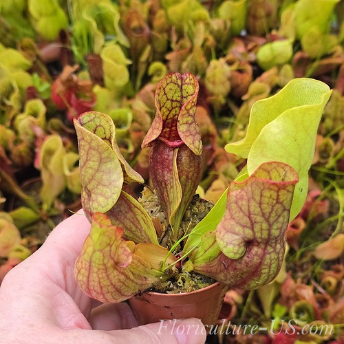 Sarracenia purpurea venosa - purpurea,
