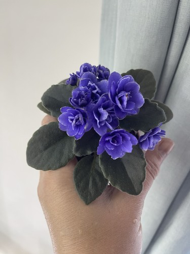 African violets two baby - violets,