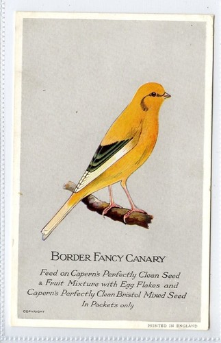 Capern bird seed - bird,