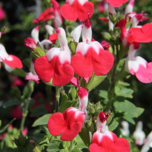 Salvia little kiss deciduous - salvia,