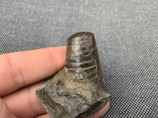 Fossil Belemnite Phragmacone