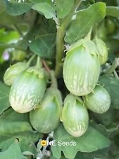 100% Genuine F1 Hybrid Bangladeshi Indian Green Begun, Aubergine Eggplant Seeds