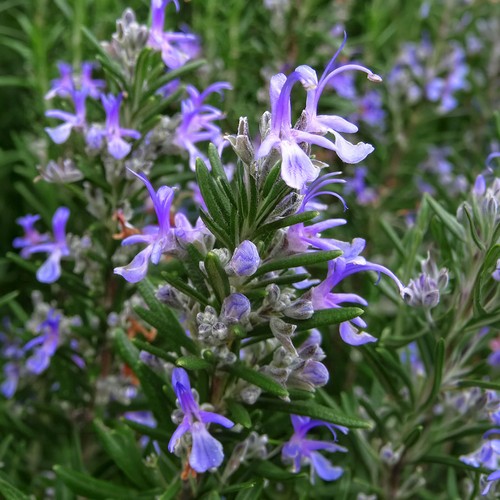 Rosemary barbeque plant - -,