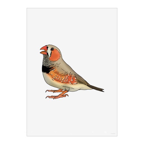 Zebra finch wall - finch', poster