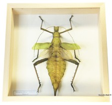 REAL MOUNTED FRAMED INSECT - Heteropterx dilatata, FEM, opened - JUNGLE NYMPH