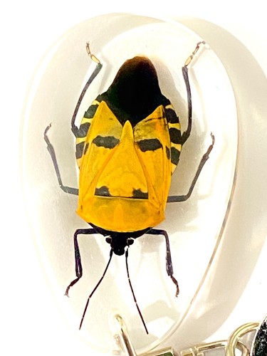 Man faced bug key - bug., ring