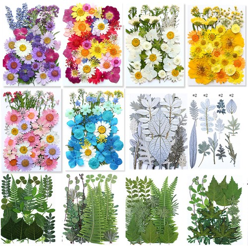 Nature dried pressed - nature,