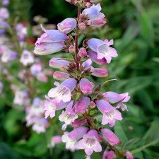 Penstemon stapleford gem - stapleford,
