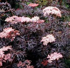 ELDERBERRY SAMBUCUS NIGRA BLACK LACE TREE PLANT 9CM POT PINK FLOWERS ELDER BUSH