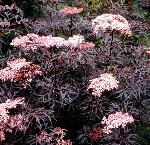 Elderberry sambucus nigra - sambucus,