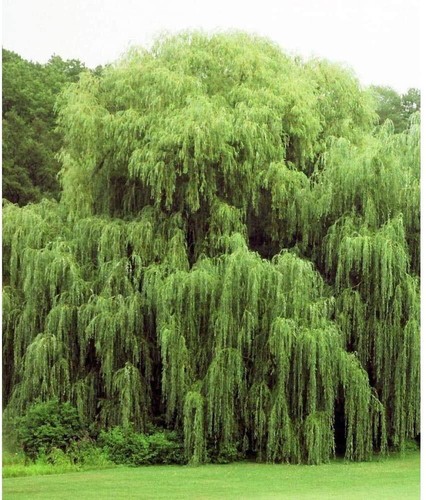 Weeping willow tree - willow,