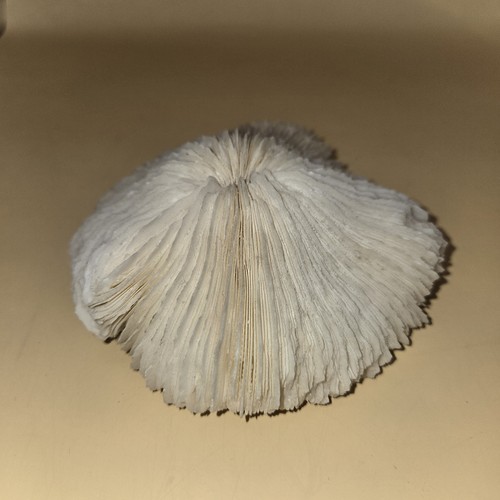 Natural white coral - white,